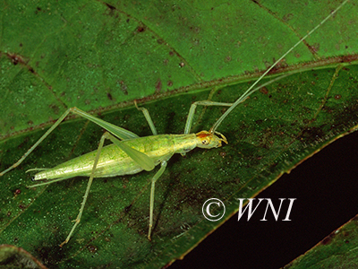 Snowy Tree Cricket (Oecanthus niveus)